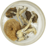 African Cubensis (Panaeolus africanus) | Shroom Delivery Toronto Canada