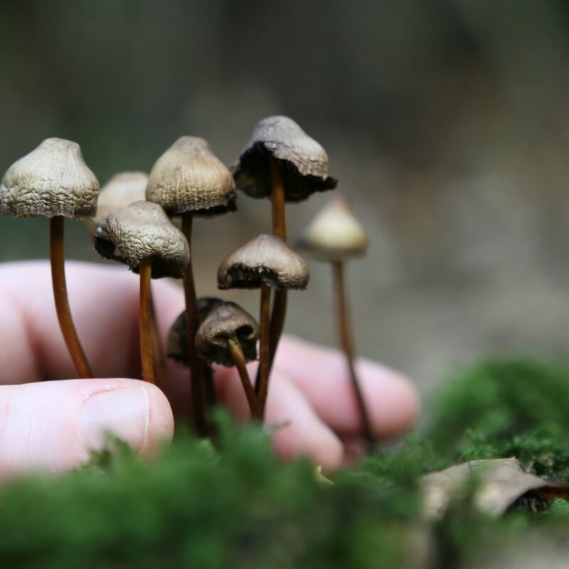 Guide to Magic Mushrooms | Shroom Delivery Toronto Canada