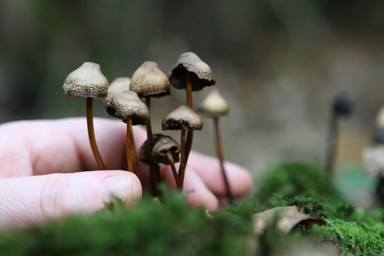 The Foundation of Growing Magic Mushrooms