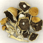 Penis Envy Cubensis | Shroom Delivery Toronto Canada