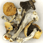 Thai Elephant | Shroom Delivery Toronto Canada