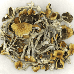 Daddy Long Legs | Shroom Delivery Toronto Canada