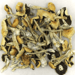 Puerto Rican | Shroom Delivery Toronto Canada