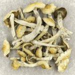 Blue Magnolia Rust | Shroom Delivery Toronto Canada