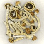 Texas Yellow Cap | Shroom Delivery Toronto Canada