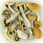 Vietnamese | Shroom Delivery Toronto Canada