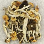 Cuban | Shroom Delivery Toronto Canada
