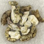 White Burma | Shroom Delivery Toronto Canada