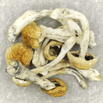 Chitwan Nepal | Shroom Delivery Toronto Canada