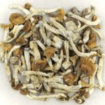 Florida White | Shroom Delivery Toronto Canada
