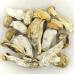 Melmac | Shroom Delivery Toronto Canada