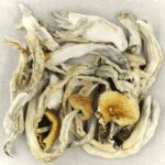 Treasure Coast | Shroom Delivery Toronto Canada