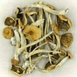 Mexicana | Shroom Delivery Toronto Canada