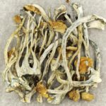 Amazonian Cubensis | Shroom Delivery Toronto Canada