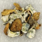King Kong | Shroom Delivery Toronto Canada