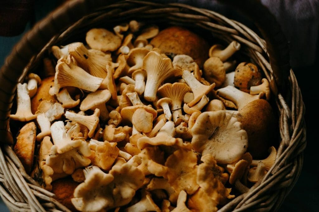 How to Store Shrooms Properly Buy shrooms online Shroom Delivery Toronto Canada
