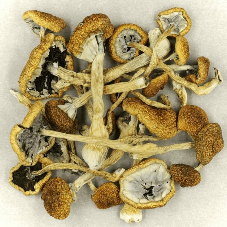 Affordable Mush Cambodian Mush Cambodian at Shroom Delivery Toronto Canada