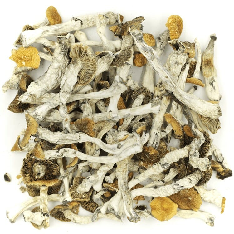 What are the Best Shrooms Online? Mush Golden Teacher at Shroom Delivery Toronto Canada