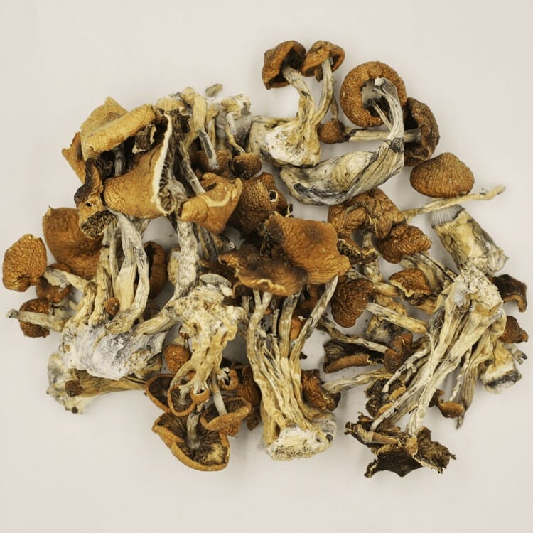Psilocybe Cubensis at Shroom Delivery Toronto Canada