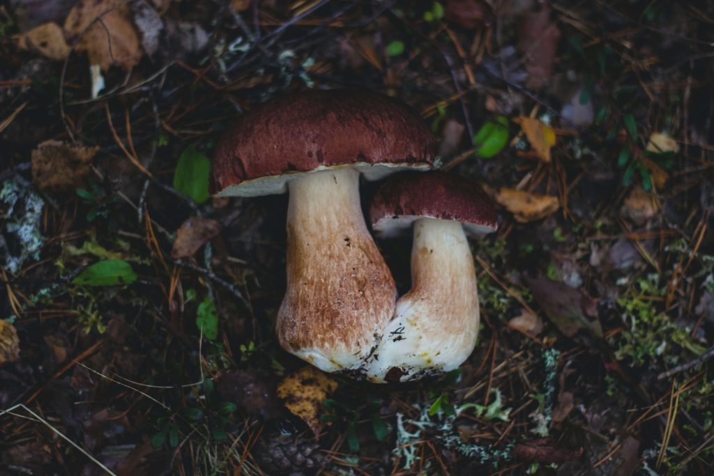 Looking for High-Quality Magic Mushrooms? Choose Shroom Delivery Toronto Canada Amazonian Cubensis at Shroom Delivery Toronto Canada