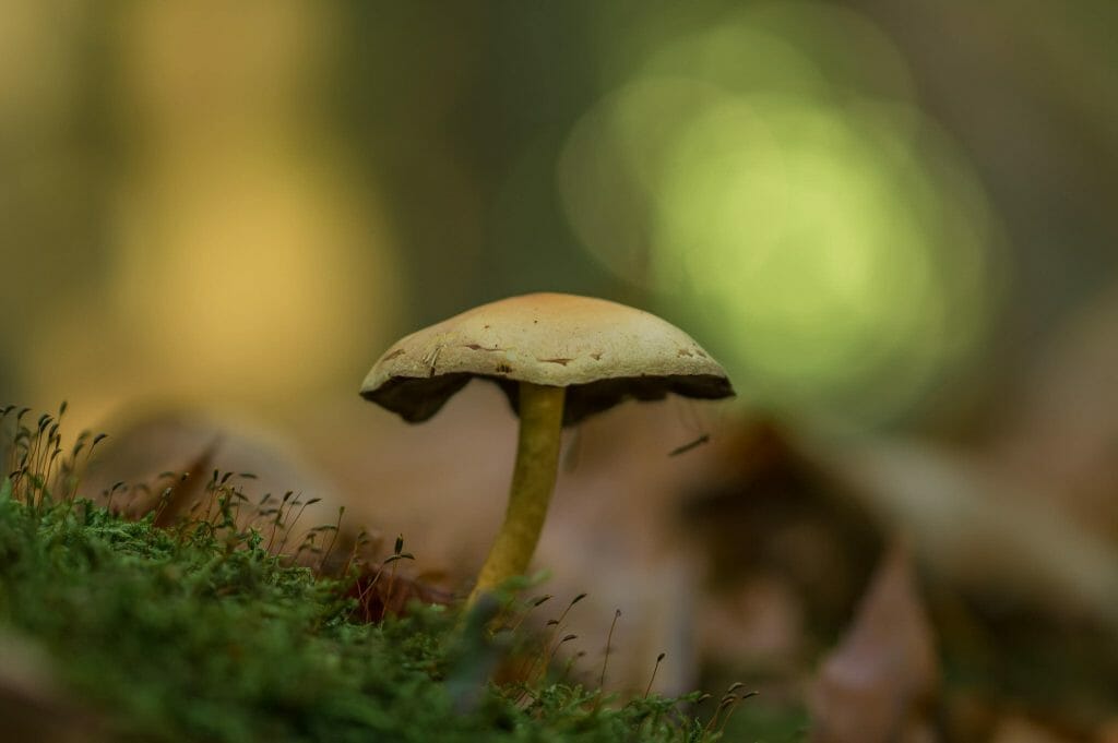 Sourcing High-Quality Magic Mushrooms psilocybe cubensis at Shroom Delivery Toronto Canada