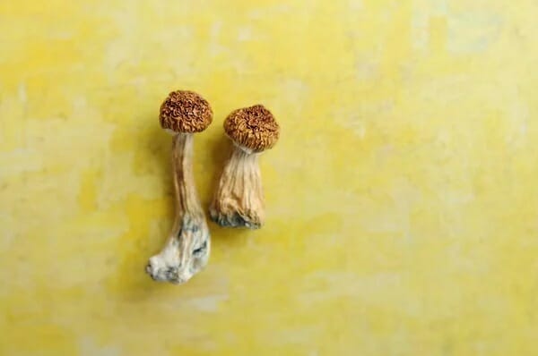 9 Essential Facts to Understand Prior to Attempting Lemon Tek