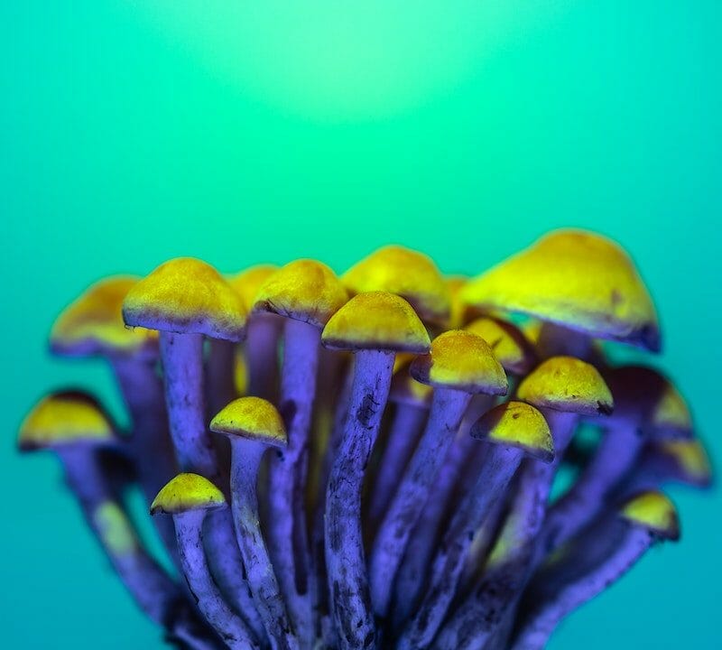 LSD Edibles | Shroom Delivery Toronto Canada