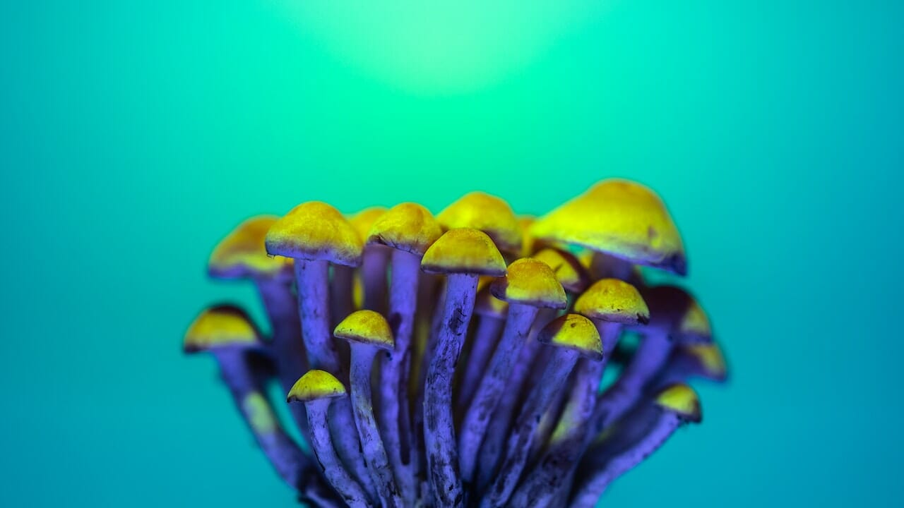 Exploring the Psychedelic Potential of LSD-infused Edibles: The Science of Psychedelic Chemistry