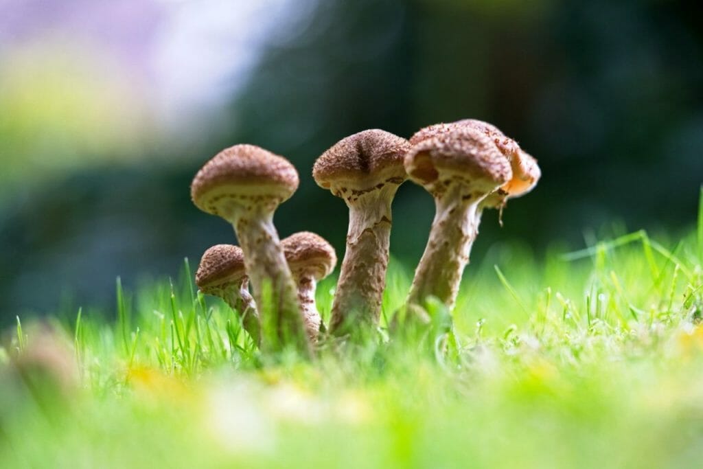 The Appeal of a Mushroom Dispensary? Mushroom Dispensary