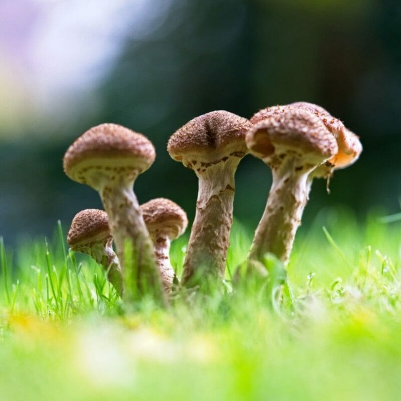 Mushroom Dispensary | Shroom Delivery Toronto Canada