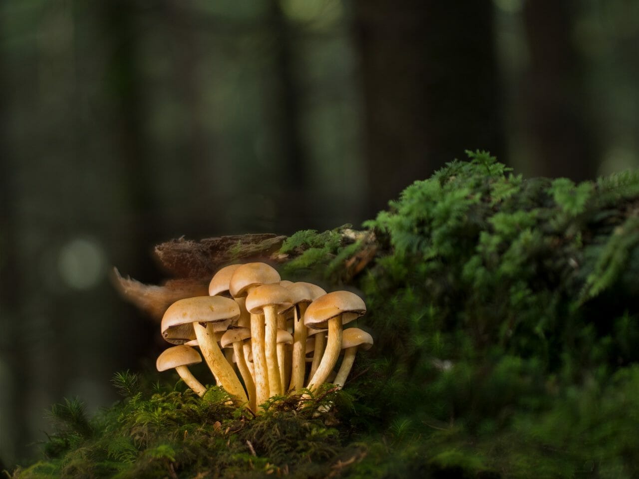 Ranked by Strength: The Most Potent Magic Mushrooms </div>