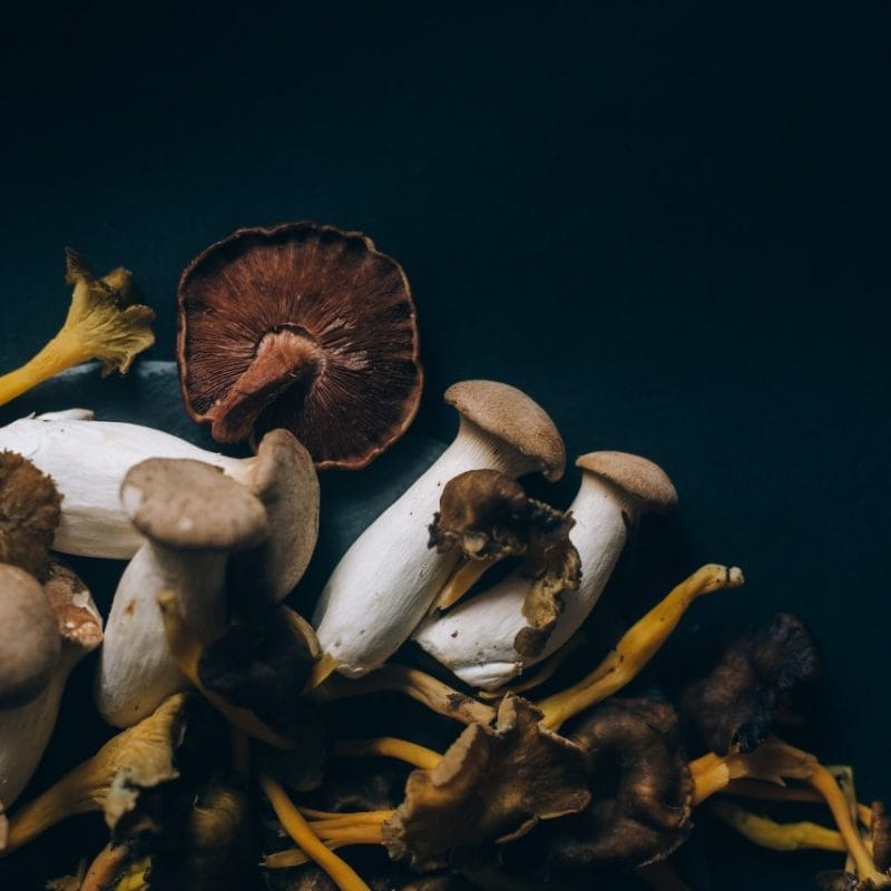 Dried Shrooms | Shroom Delivery Toronto Canada