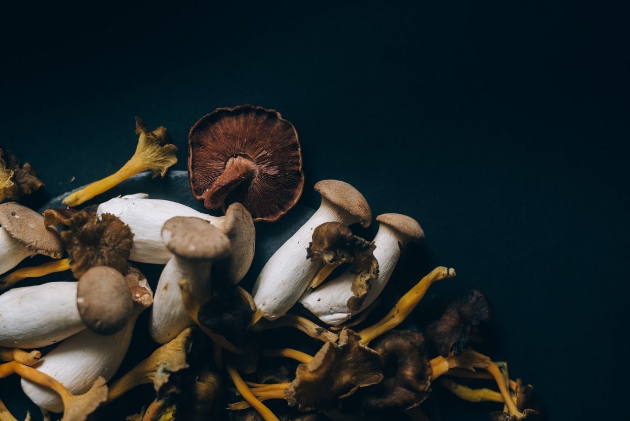 Studies Indicate That Dehydrated Psychedelic Mushrooms Induce a Sensation Similar to ‘Lucid Dreaming’