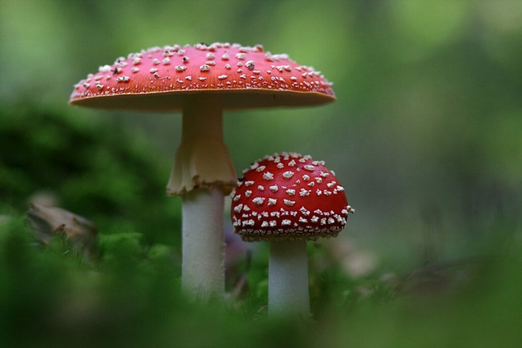 Various Shroom Products From Magic Mushroom Dispensary Magic Mushroom Dispensary