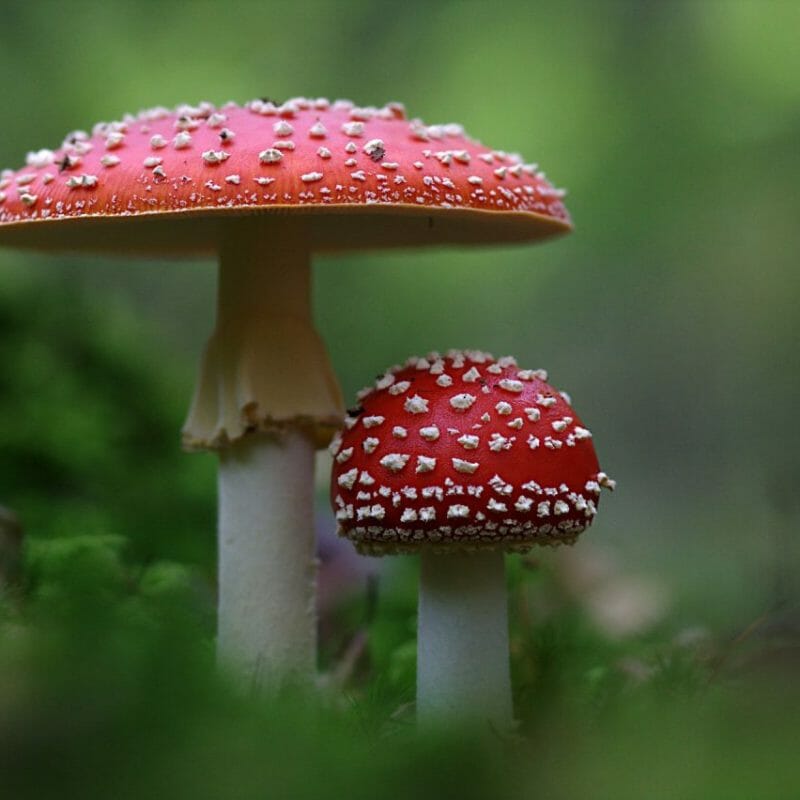 Magic Mushrooms Canada | Shroom Delivery Toronto Canada