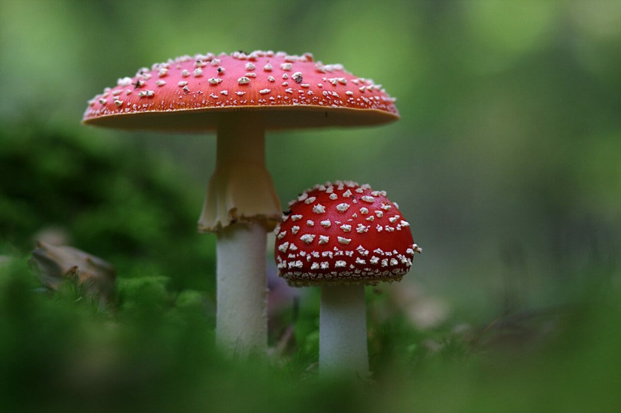 The Ascendancy of Magic Mushrooms in Canada: Best Varieties to Experience