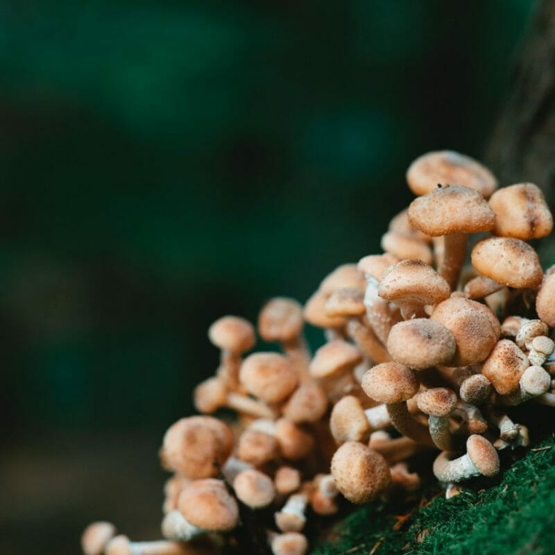 Mushroom Dispensary - Zoomies | Shroom Delivery Toronto Canada