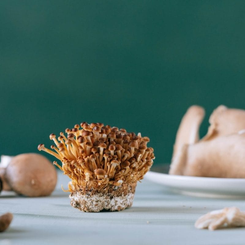Buy Magic Mushroom | Shroom Delivery Toronto Canada