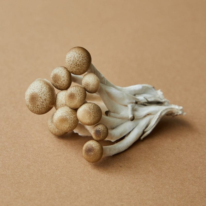 strongest mushroom strain | Shroom Delivery Toronto Canada