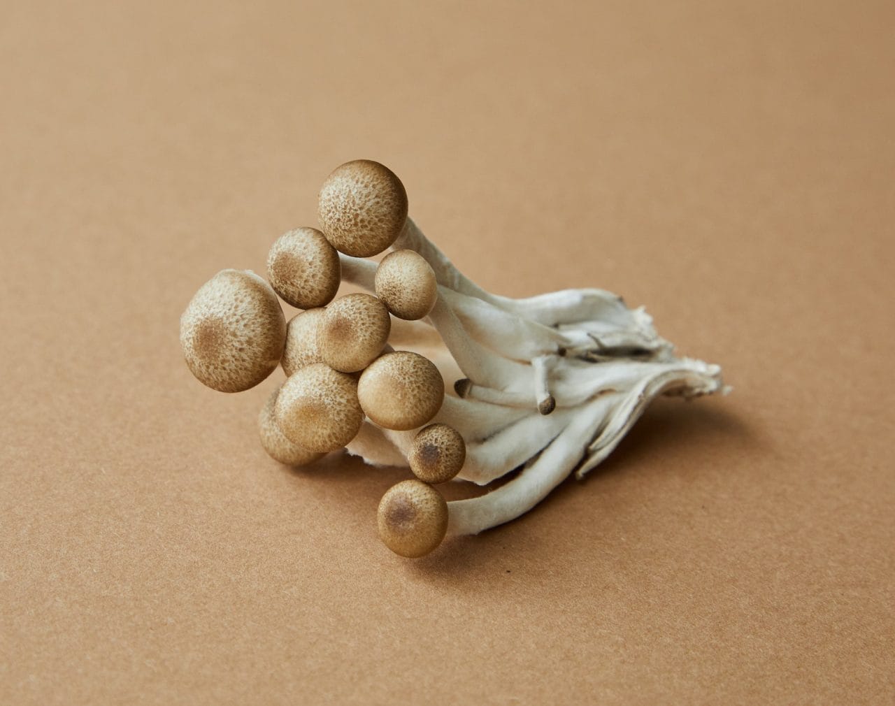 Delving Deeper: An In-depth Examination of the Most Potent Mushroom Strain, Penis Envy