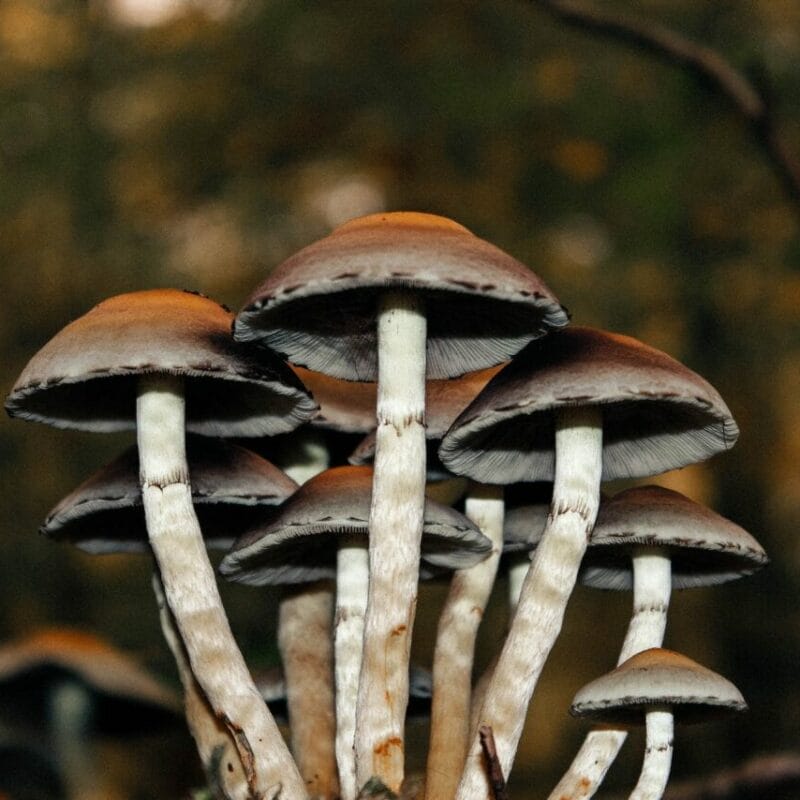 Microdose Mushrooms | Shroom Delivery Toronto Canada