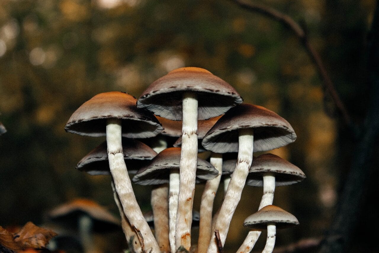 A Series of Case Studies on the Use of Microdose Mushrooms for Chronic Pain Management