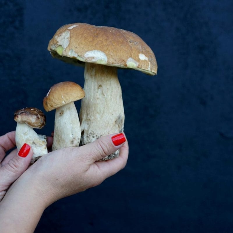 Shrooms Online | Shroom Delivery Toronto Canada