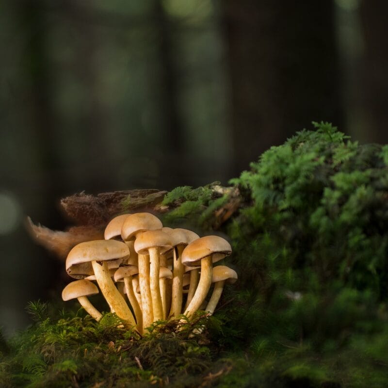 Buy Shrooms Online and Discover the Sweetest Shroom Options | Shroom Delivery Toronto Canada