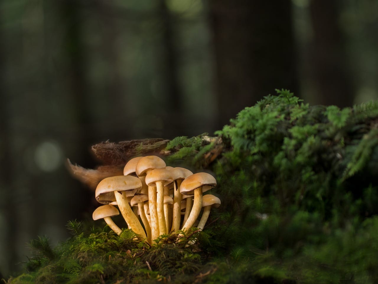 Purchase Mushrooms Online and Explore the Finest Selection of Fungi Options