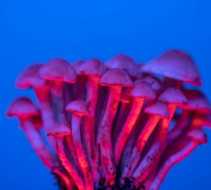 Shrooms Delivery in Canada | Shroom Delivery Toronto Canada