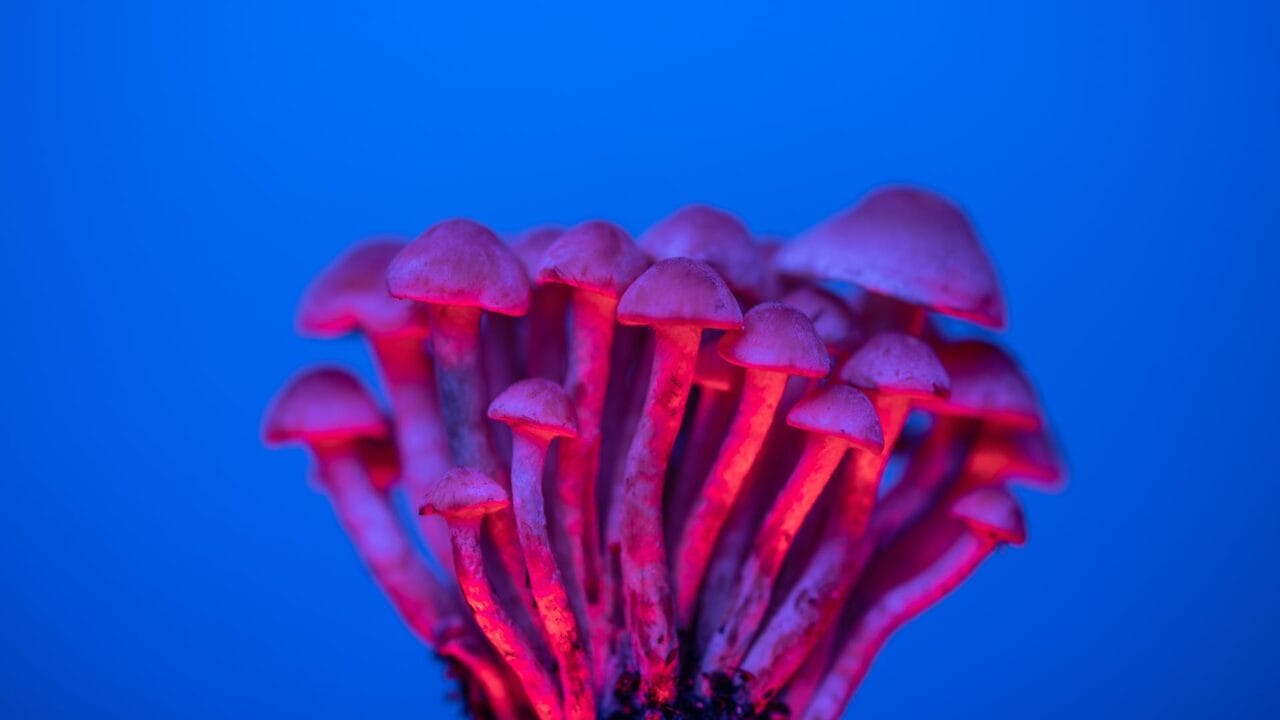 Delivery of Shrooms for Enhancing Cognition: Investigating the Advantages of Nootropics