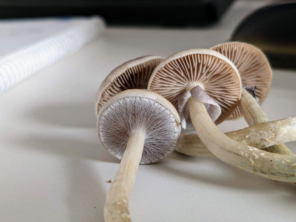 Magic Mushrooms at Shroom Delivery Toronto Canada