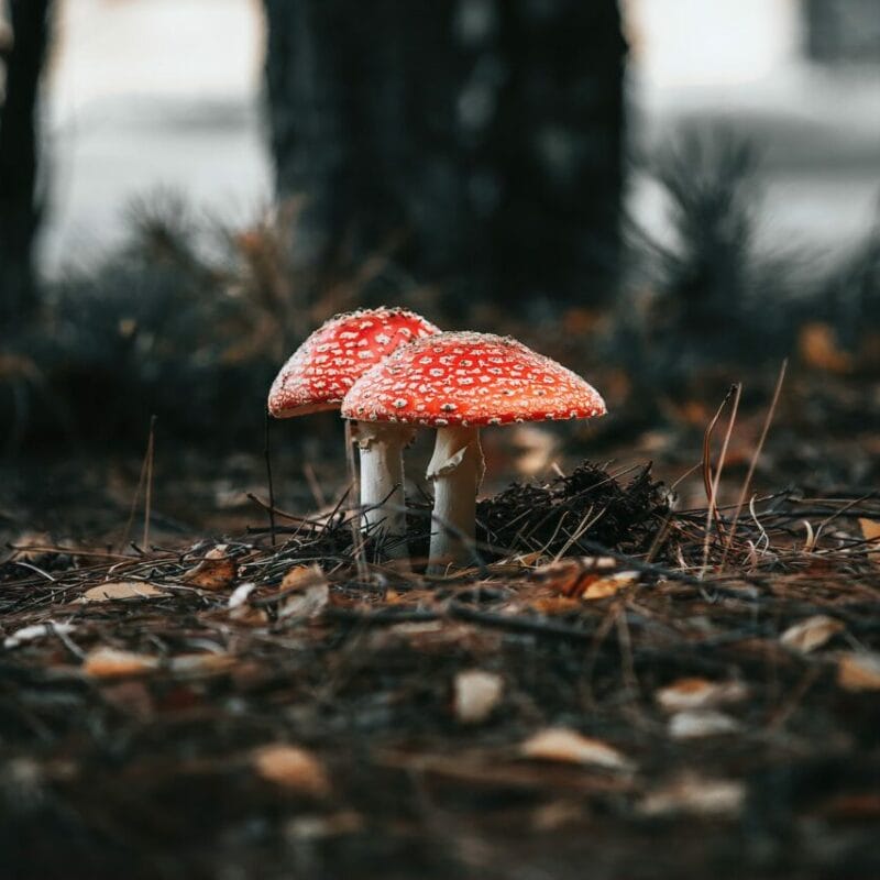 Shroom online delivery at Zoomies Canada | Shroom Delivery Toronto Canada