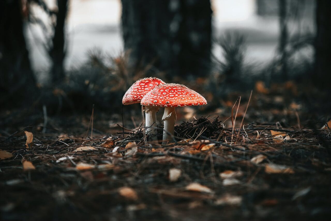 The Revolution of Psilocybin: Its Production, Investigational Studies, and Future Projections